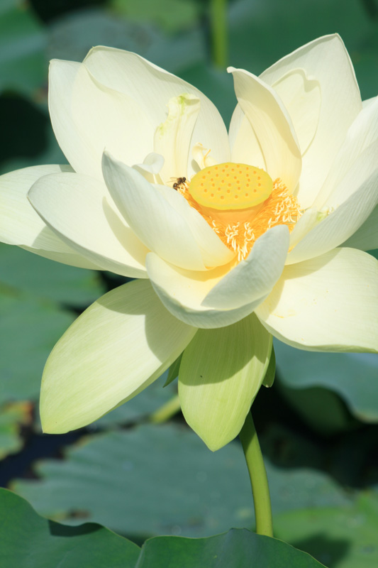 lotus flower meaning buddha